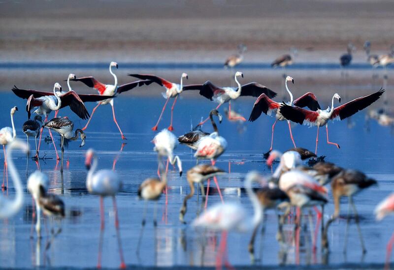 Abu Dhabi, United Arab Emirates, August 6, 2020. 
 Al Wathba Wetland was declared a reserve in 1998 by Sheikh Zayed, the Founding Father.
It was established as a protected area following the first successful breeding of flamingos.
Victor Besa /The National
Section: NA
For:  Standalone/Big Pictire