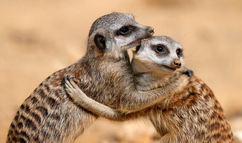 Two meerkat (Suricata suricatta) play in their enclosure at zoo in Frankfurt am Main, Germany.  EPA