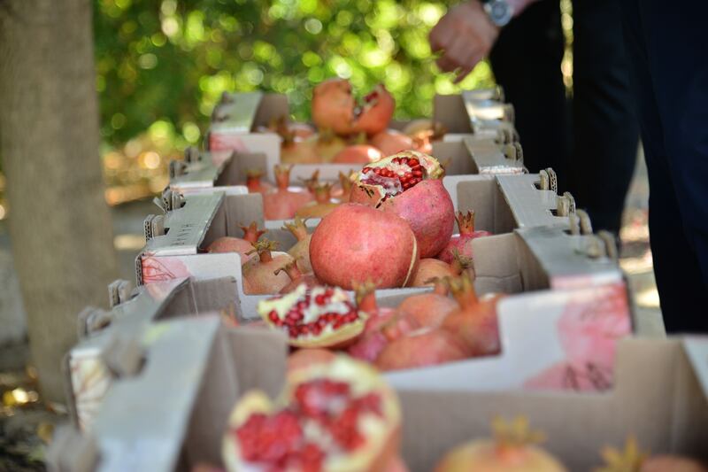 Pomegranates being harvested in Kurdistan. Photo: Kurdistan Regional Government