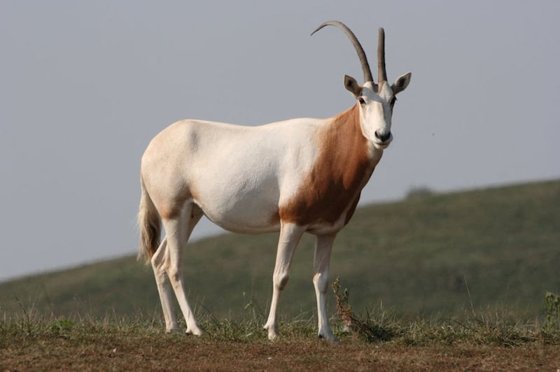 The scimitar-horned oryx, is now thriving in the wild in large part thanks to breeding efforts in the UAE. Reuters