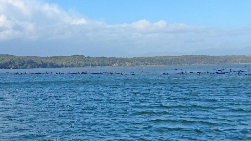 Hundreds of pilot whales are seen stranded on a sand bar in Strahan, Australia. Tasmania Police via Getty Images