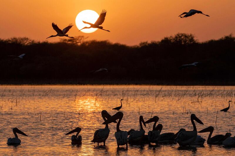 Cranes fly over as pelicans feed in the water at sunset at the Ain Al Shams, a seasonal lake within the Dinder National Park, about 400 kilometres south-east of Khartoum, the Sudanese capital. Spread over more than 10,000 square kilometres, Dinder National Park is Sudan's biggest reserve and it abuts Ethiopia's Alatash National Park. Dinder also boasts the country's most diverse wildlife, but rangers face a daily battle to protect it as human encroachment increases. AFP