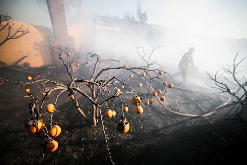 Burnt oranges hang from charred tree in the aftermath of the Sycamore Fire, which destroyed several homes in Whittier, California, US. Reuters