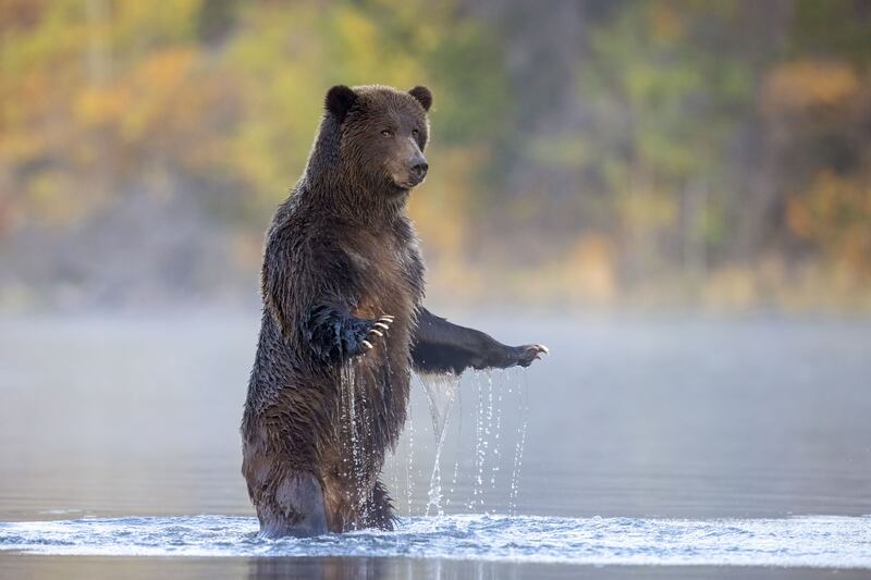 Looking At Me, Looking At You by John E Marriott captures a grizzly bear in the Chilko River, British Columbia, Canada