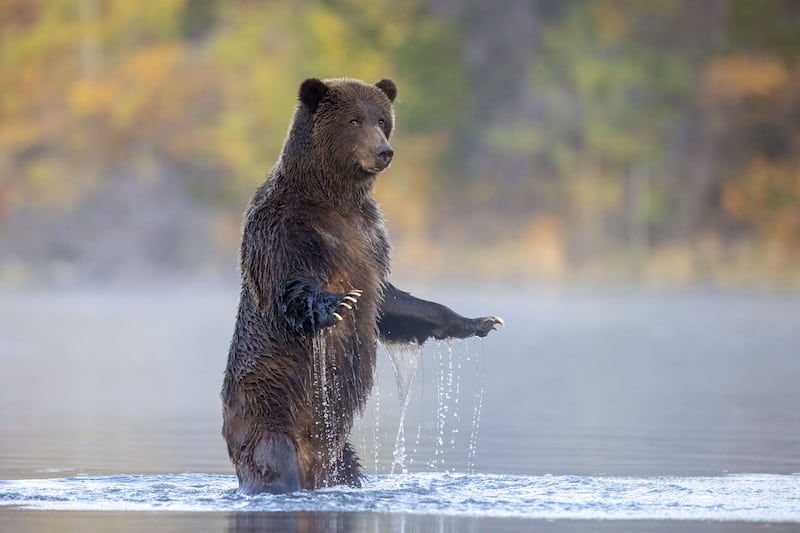 Looking At Me, Looking At You by John E Marriott, of a grizzly bear in the Chilko River, British Columbia, Canada, was shortlisted. John E. Marriott / PA