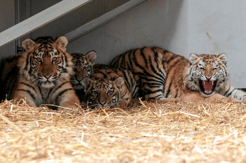 Tigers at rest after being taken in by Poznan Zoo in Poland from a sanctuary near Kyiv. Reuters
