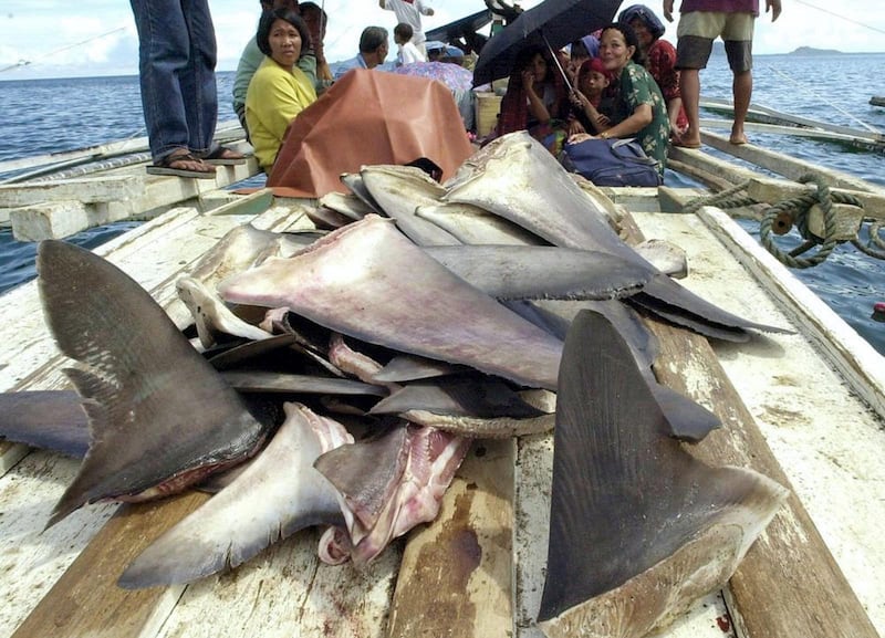 Fishermen transport a load of harvested shark fins 30 June 2000 aboard a small outrigger from the port of Jolo town in the southern Philippine island of Sulu. Killing sharks for their fins is illegal, but the trade thrives because of strong demand from restaurants around Asia that use them to make an expensive soup.  Eating wild animals and insects in Asia is not considered all that extraordinary. There are a number of these foods which in some cases have become delicacies which date back many years and have now almost become traditional eating being prepared and cooked in many different ways using herbs, spices, ginger and garlic to enhance flavours. Some restaurants even have dishes of some animals as their main drawcard and is considered a normal cuisine. The Japanese love their whale meat and pufferfish, Cambodians are known to eat tarantulas-hairy spiders, while a number of other cultures incourage the eating of rats, snakes, bugs, beetles, monkeys (brains), crocodile, bats, scorpions, honey ants, grubs, embroyo eggs and many more.  AFP PHOTO/JAY DIRECTO  / AFP PHOTO / JAY DIRECTO