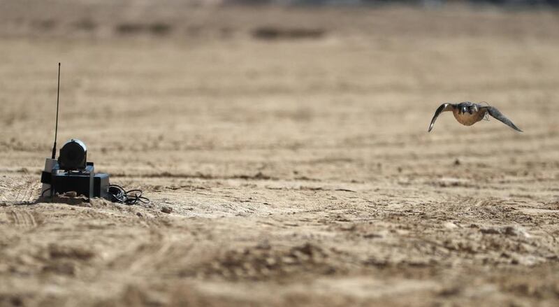 A falcon flies past a device measuring its speed during the Liwa Moreeb Dune Festival in the Liwa desert.