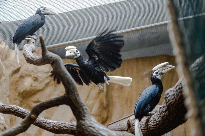 A 5-month-old  Palawan Hornbill and his parents Avilon and Sofia stand on a tree branch next to his parents Avilon and Sofia in an indoor inclosure in Wroclaw Zoo, Poland. Getty Images