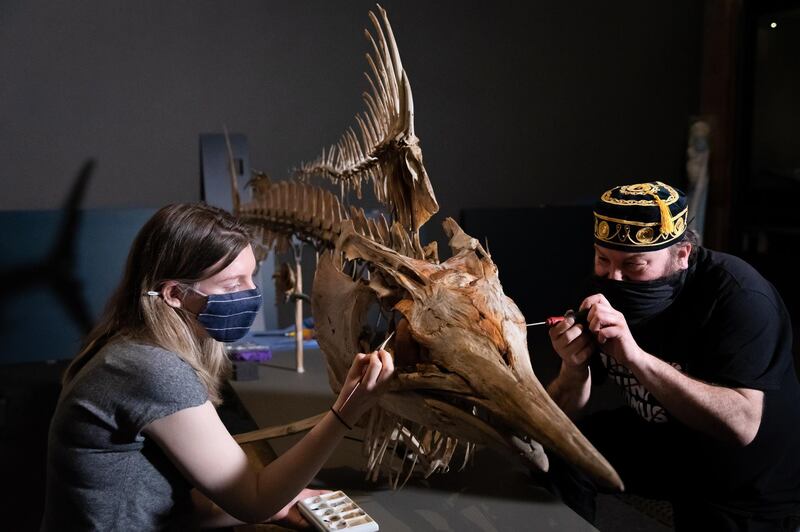 A three-metre black marlin skeleton is installed as part of the new 'Our Broken Planet' exhibition at the Natural History Museum in London. The museum will reopen to the public on May 17, as Covid-19 restrictions are eased. EPA