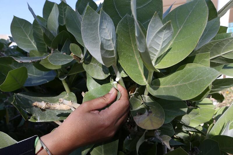 Apple of Sodom plant, which is grown at the Zayed Center for Herbal Research in Abu Dhabi. Pawan Singh / The National