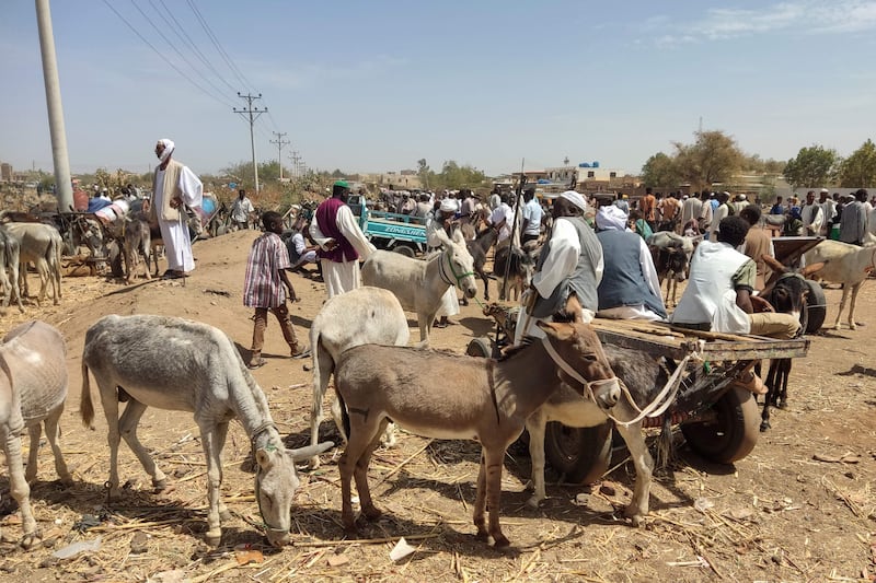 Traders and donkey farmers gather in an open market in Gedaref state in eastern Sudan. AFP