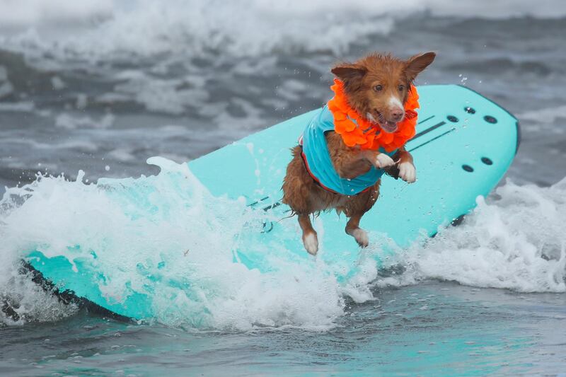 A dog jumps off a surfboard while competing at the 14th annual Helen Woodward Animal Center "Surf-A-Thon". Reuters