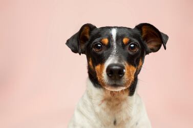 Experts are divided on whether or not it's safe to put your dog on a vegan diet. Unsplash