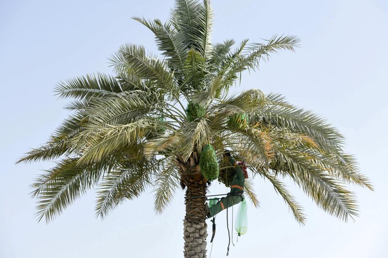 Morning-AD Skilled gardeners scaling the date palm, using rope harnesses hitched around their waistsÊalong the Corniche in Abu Dhabi on May 25, 2021. Khushnum Bhandari / The National 
Reporter: N/A News