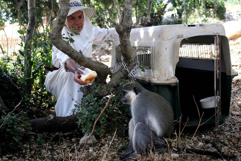 The monkey Tachtouch is being fed by its French owner Beatrice Mauger in Al Qouzah, southern Lebanon on June 7, 2019. A Lebanese monkey who breached the border with Israel was returned to its owner on June 7 by United Nations peacekeepers after cavorting for more than a week in enemy territory. Its owner, a French nun who describes herself as a "virgin hermit", was quick to see the primate's escapade across one of the world's most tense borders as a message of peace. Tachtouch escaped late last month, prompting its owner Beatrice Mauger who runs a peace project in southern Lebanon to launch an appeal on Facebook. / AFP / Mahmoud ZAYYAT
