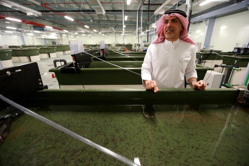 Ahmed Al Dhaheri, the co-founder and managing director at Emirates Aquatech, stands by a tank full of sturgeon hatchlings that were bred in the UAE. Photos Ravindranath K / The National

