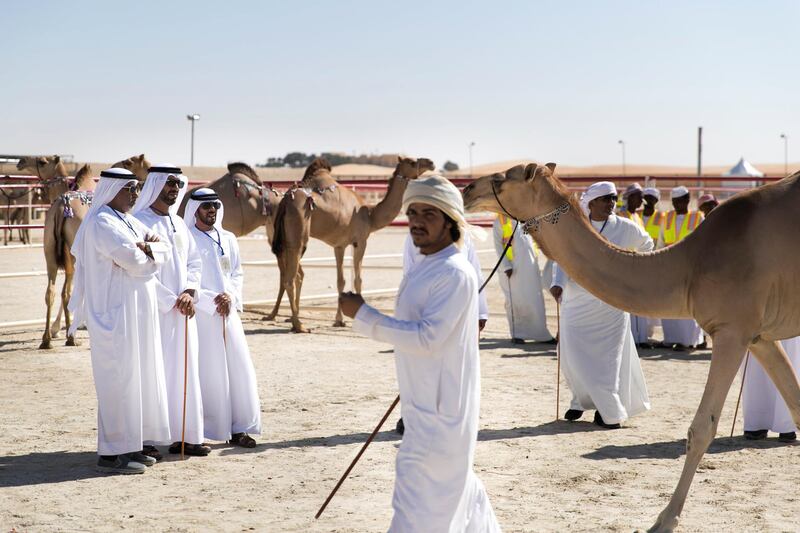 ABU DHABI, UNITED ARAB EMIRATES - DECEMBER 17, 2018. 

Judges assessing the camels beauty on day 1 of Al Dhafra Festival. Camels are marked out of 100 by five judges, with points allocated for each body part. Legs must be long, ears pert, eyelashes curled and the hump properly placed on the lower back. 

Every December, a small city of tents rises in the dunes of the Empty Quarter, 170 kilometres south-west of Abu Dhabi on the edge of the world’s largest continuous sand desert.

About 20,000 camels and their 15,000 owners compete at the Al Dhafra Festival, one of the world’s largest beauty pageants. It is distinguished by its "queens", long-lashed beauties with four legs and a hump. The prizes are not crowns but Range Rovers, Nissan Patrol pickups and, for the best, immortalisation in Bedouin poetry.


(Photo by Reem Mohammed/The National)

Reporter: Haneen Dajani
Section:    NA