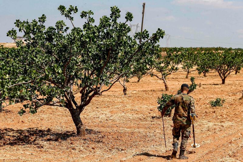 A Syrian army soldier uses a detector to find and clear landmines in a field at a pistachio orchard in the village of Maan, north of Hama in west-central Syria on June 24, 2020. Pistachio farmers in central Syria are hoping that reduced violence will help revive cultivation of what was once one of the country's top exports. Maan, famed for its pistachio production, was controlled for years by jihadists and their rebel allies but it fell to the government at the start of the year following a months-long offensive. Although battles have died down, farmers in Hama are now grappling with landmines left behind by rebels and jihadists. / AFP / LOUAI BESHARA
