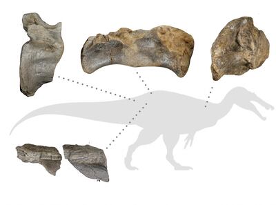 The positions of the best preserved bones recovered for the Wight Rock spinosaurid. University of Southampton
