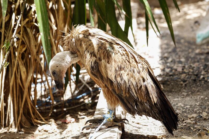 A Bulgarian Griffon vulture, called Nelson, is seen in the Yemeni capital Sanaa. Nelson, approximately two years old, embarked on his journey in September 2018 from Bulgaria, where he was wing tagged and equipped with a satellite transmitter by the Fund for Wild Fauna and Flora (FWFF). AFP