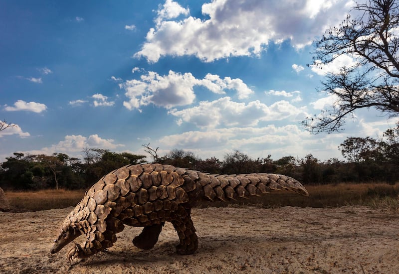 HARARE, ZIMBABWE, 24 JUNE 2018: A Temminck’s Pangolin learns to forage again after being rescued from traffickers on the Zimbabwe/South Africa border. Pangolin caregivers at this anonymous farm care for rescued, illegally trafficked pangolins, helping them to find ants and termites to eat and keeping them safe from predators and poachers. This is one of only three true Pangolin rescue and rehabilitation sites in the world. Pangolins are the world’s most illegally trafficked mammals, with an estimated one million being trafficked to Asia in the last ten year. Their scales are used in traditional Chinese and Vietnamese medicine and their meat is sold as a high-priced delicacy. As a result, pangolins are listed as critically endangered and all trade or consumption is illegal. The Tiki Hywood trust undertakes public awareness campaigns on Pangolins, trains law enforcement and judiciary personnel, conducts research, and rehabilitates pangolins that have been confiscated from the illegal trade. They are based in Zimbabwe but operate with partners across Africa and Asia. 