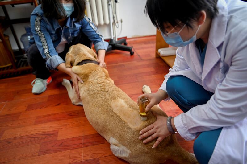 Before starting the treatment, the vet checks the animal's body, examines its eyesight and the colour of its tongue, takes its pulse and asks its owner questions.