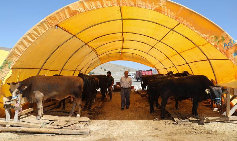 A man stands beside his cattle in Ankara.  AFP