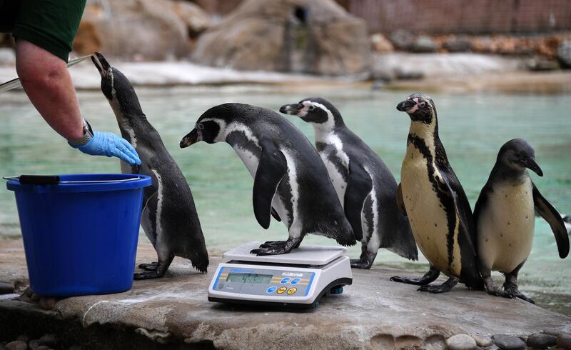 Penguins are weighed during the annual weigh in at the London Zoo. EPA