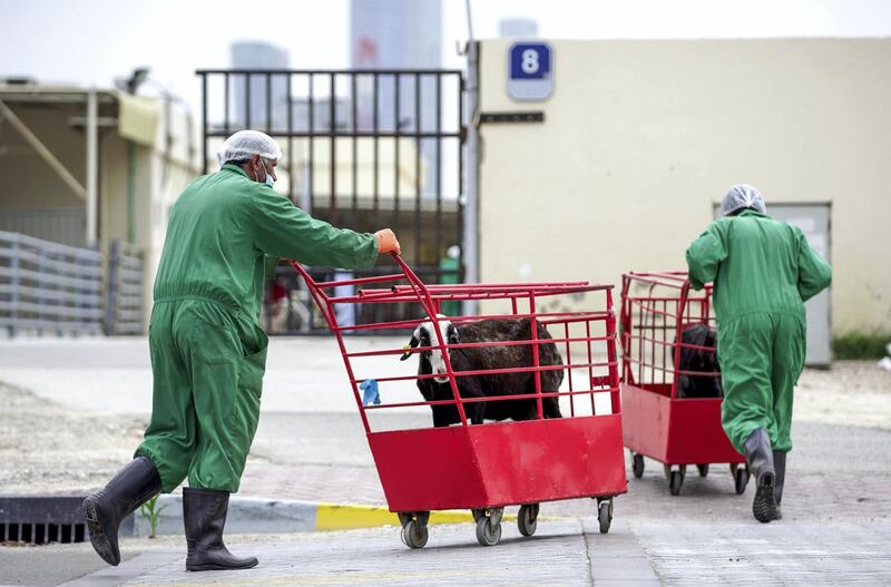 Abu Dhabi, United Arab Emirates, April 20, 2020.   -- Last ride.  Livestock being carted from the Abu Dhabi Livestock Market to the Public Slaughter House which is directly across the street.Victor Besa / The NationalSection:  NAFor:  Stock images