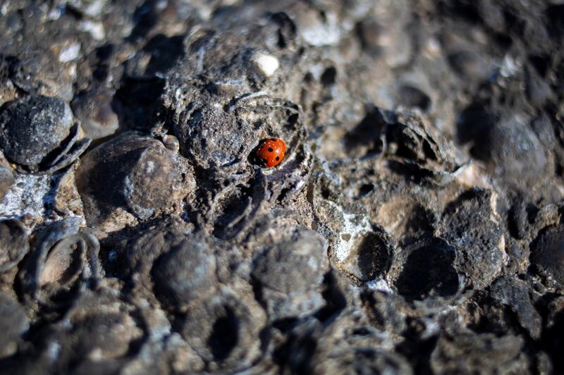 A ladybug rests on tar covered rocks and shells after an oil spill in the Mediterranean Sea, at Tel-Dor Nature Reserve, in Nahsholim, Israel. AP Photo