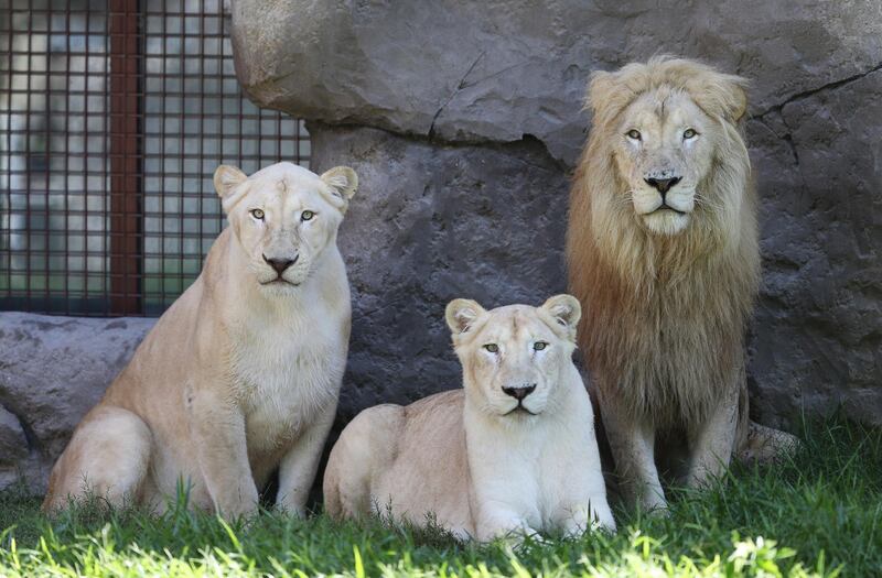 African Lions gather at Dubai Safari Park. The home for about 3,000 animals, Dubai Safari Park reopened recently with strict measures to minimise the spreading of COVID-19.  EPA