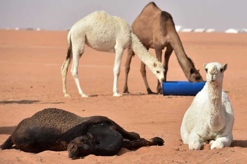 Camels rest during the beauty pageant of the annual King Abdulaziz Camel Festival in Rumah. AFP