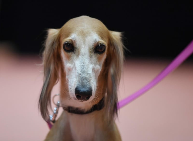 A dog show to find champion Arabian salukis will take place in the autumn in Abu Dhabi. All photos courtesy Adihex