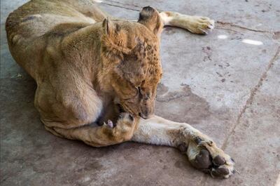 One of the lions found severeley malnourished and dehydrated at Al Qureshi zoo in Khartoum. Courtesy: Four Paws