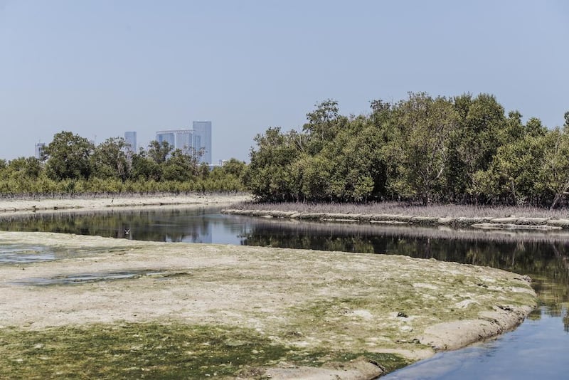 A view of the Abu Dhabi mangroves.
