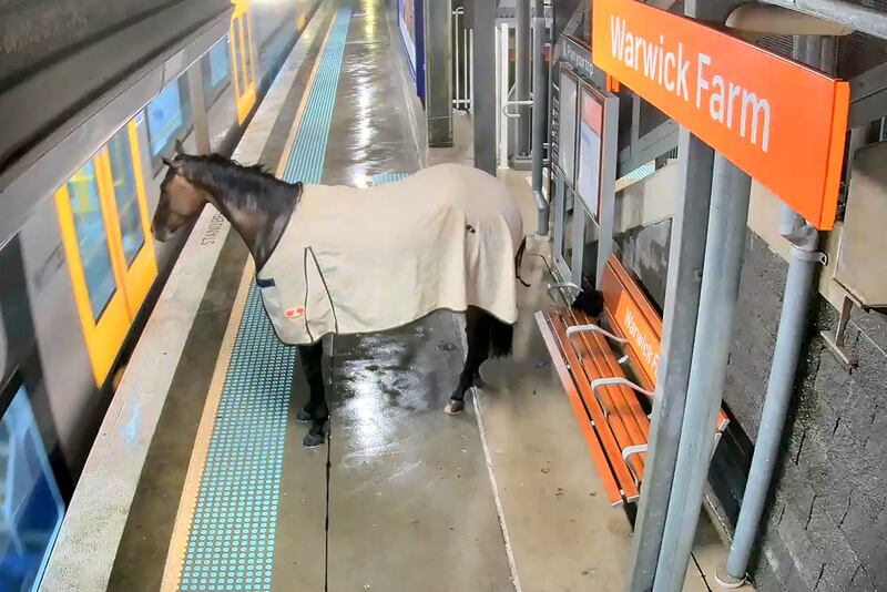 Security footage of a rogue racehorse at a train station in outer Sydney. Commuters at a suburban Australian railway station were waiting for a late-night train to take them home. Instead, a horse arrived. AFP