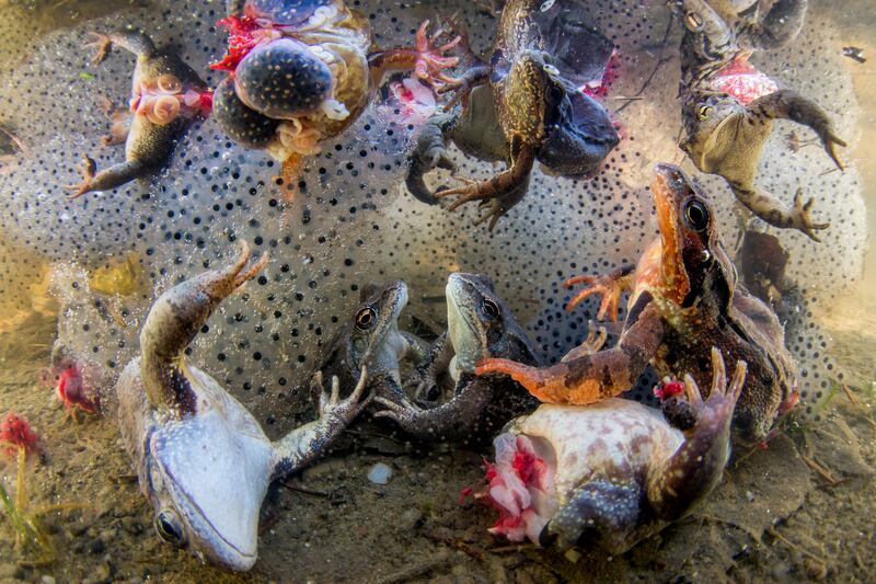 Bronze medal, Nature Photojournalism: frogs and toads with legs removed for human consumption, Carpathian Mountains, Romania, by Bence Mate, Hungary.