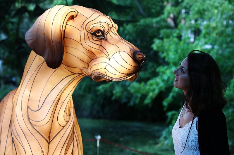 Ornela Priotti looks at a dog lantern at the Auckland Lantern Festival in Auckland, New Zealand. Getty Images