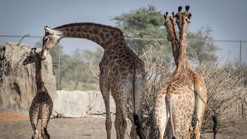 Opened in February, the sprawling Sharjah Safari park covers an area of eight square kilometres in Al Bridi Nature Reserve in the city of Al Dhaid, Sharjah. Antonie Robertson / The National