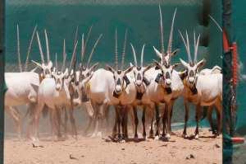 Twenty Arabian Oryx are released in Wadi Rum desert in Jordan on July 29, 2009 after have been kept in Abu Dhabi, the release was part of  a project in which the once extinct species would be reintroduced to a region where it was once thriving, as well as to encourage renewed awareness of Jordan's bedouin community and roots. (Photo by Salah Malkawi/ The National)  *** Local Caption ***  SM012_Oryx.jpg