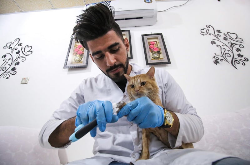 The cats also get medical checks. / AFP PHOTO / HAIDAR MOHAMMED ALI