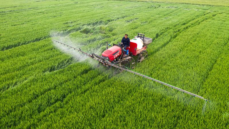 A truck sprays pesticide in a wheat field, protecting crops from insects in the village of Sihe in east China's Jiangsu province.