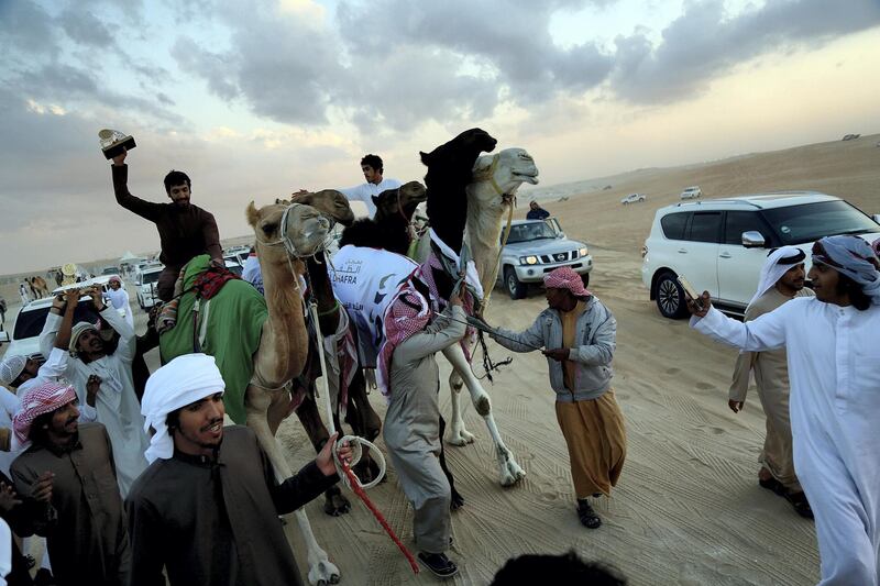 Al Dhafra, 17, Dec, 2017: Batoola the 3 year old Emirati camel was crowned beauty queen  been taken a  victory parade on the millions street during the Al Dhafra Festival in UAE  . Satish Kumar for the National/ Story by Anna