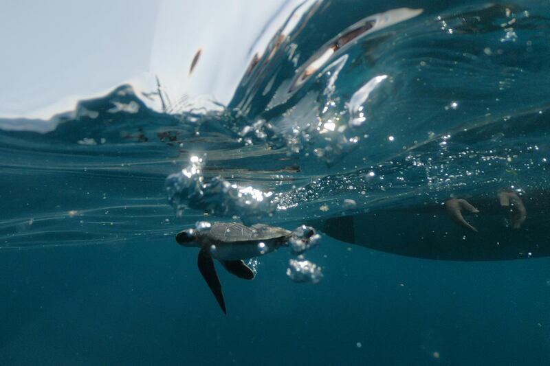 An endangered sea turtle is set free in the Mediterranean off the shore of Michmoret, Israel. Reuters