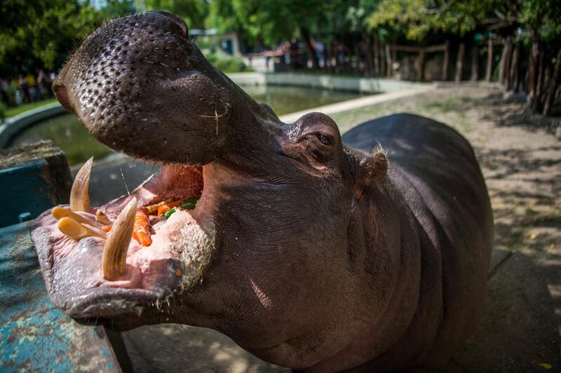 A Nile hippopotamus enjoys vegetables during the presentation of the most popular pets of the Budapest Zoo and Botanical Garden.  EPA