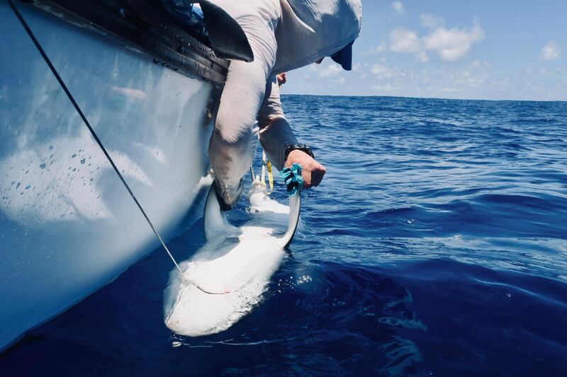 Shark Tagging. David Curnick / ZSL