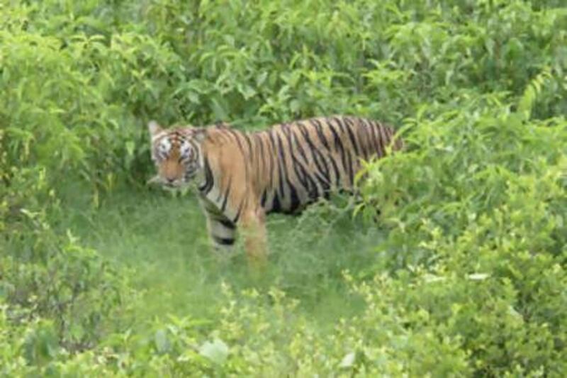 The Sariska relocation project is the government's most visible achievement in tiger conservation.