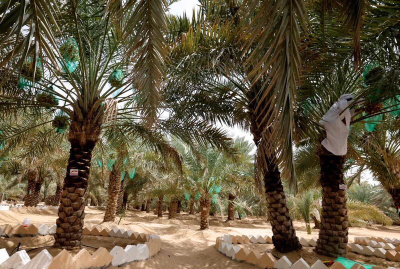 An Emirati farmer harvests dates in Khanou.