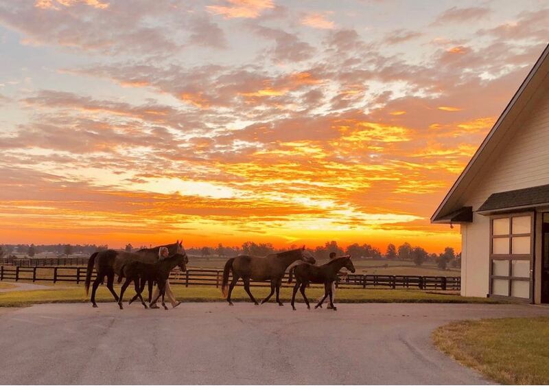 Will Farish purchased the first 90 hectares that eventually became Lane’s End. Photo: Lane's End